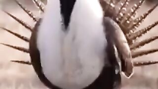 Beautiful  bird and animal  enjoying there