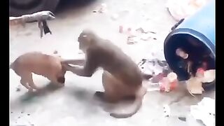Funny videos Dog and monkey