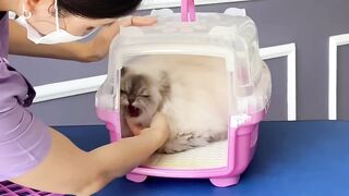 pets & animals dogs