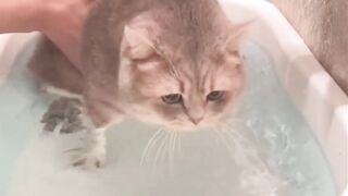 Showering the Cat| giving bath to cat