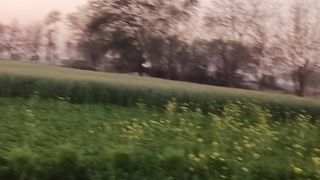 میرا سوہنا پنجاب