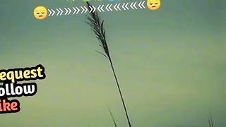 Bezt vjggg