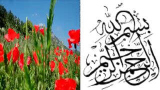 سورة الرحمن.