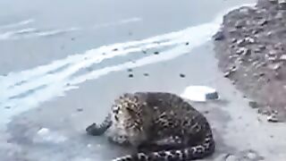 Man vs injured leopard