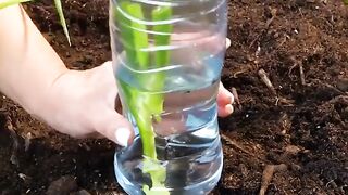 Amazing plant hacks to grow a perfect garden!