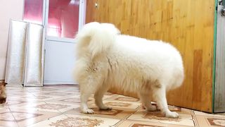 Funny ???????? Dog and Cat video