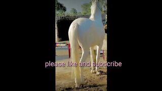 Beautiful horse ever you seen before !