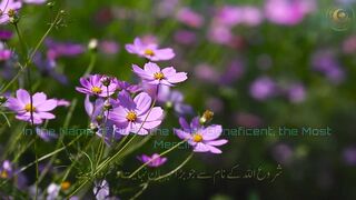 Surah Mulk soul relaxing peaceful