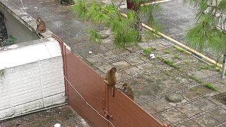 شاہ فیصل مسجد اسلام آباد