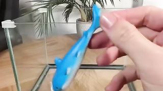 Let's grow a shark
