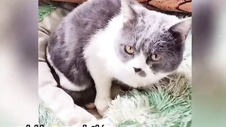 A cat adopted chicks ????