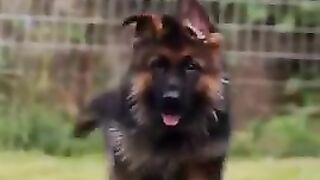 Cute dogs