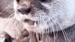 Animals  funny clips ????????????????????