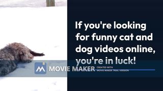 cat and dogs funny videos