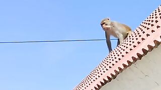 Best monkey funny video