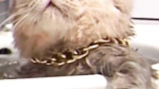 boss cat bathing in the bathtub , funny cat videos
