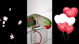 Parrot Singing and Dancing HAPPY BIRTHDAY SONG like a Human