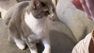 Cat shows the owner how to pet them!