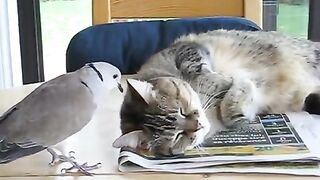 Bird annoying cat (troll dove)