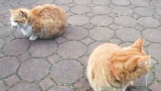 Earthquake shakes Cats