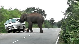 Look soon!fearless woman! attack of the enraged elephant.Video 2023