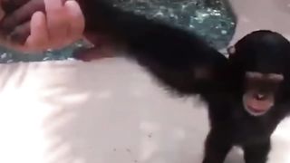 Ultimate Monkey Compilation