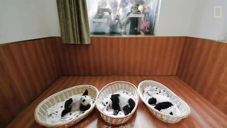 Raising Cute Pandas: It's Complicated | National Geographic