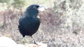 A Red-winged Blackbird takes a leisurely meal at the Hand of Snacks. A Tufted Titmouse was not interested in waiting and darts in to grab a