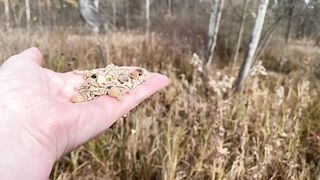 A Tufted Titmouse followed by a female Red-bellied Woodpecker stop by the Hand of Snacks. The Tuftie…