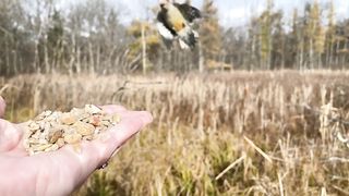 A female Red-bellied Woodpecker arrives at the Hand of Snacks and goes with a fancy nut choice, a walnut.