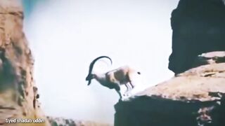 مارخور
