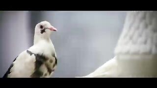 mujhe Kapde Dhone Aata  Hai