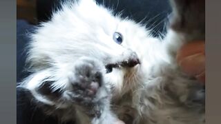 Baby cat????