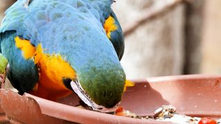 Parrot Eating Foor