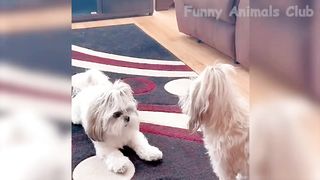Funny animals videos #funny