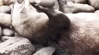 Выдра играет на дикой реке