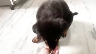 Dog Training