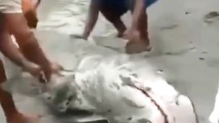 Big Shark
