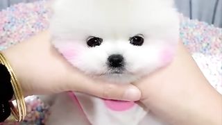 Funny dog video ???? | puppy video  | Funny cat video