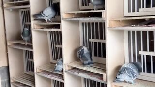 Racer Pigeons Colony