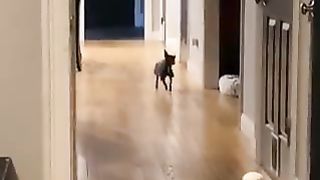 When a horse is reincarnated as a dog