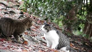 Cat Fight
