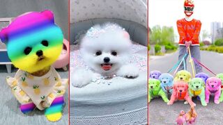 Funny and cute dog.