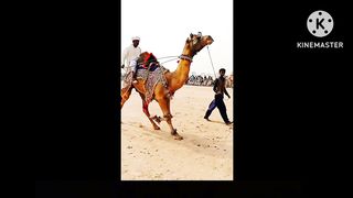 Camel dance #camel#dance