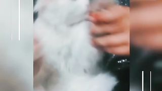 #Cat #Love #Coco playing by #Rabistyl