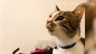 Funny animals videos part 5