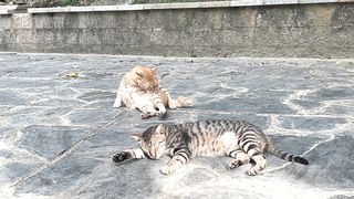 cute cat
