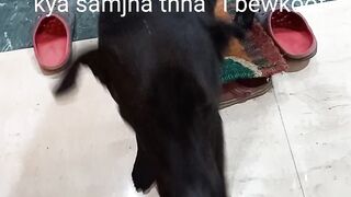 Dog ???? shifted