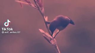 Best video