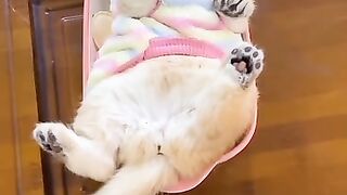 Baby Cat